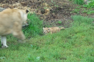 Tre hun-løvekillinger fik tirsdag græs under poterne i Odense Zoo