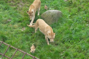 Tre hun-løvekillinger fik tirsdag græs under poterne i Odense Zoo