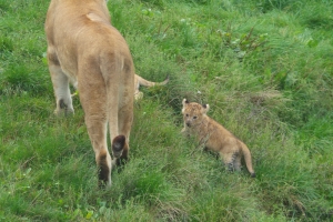 Tre hun-løvekillinger fik tirsdag græs under poterne i Odense Zoo