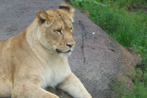 Tre hun-løvekillinger fik tirsdag græs under poterne i Odense Zoo