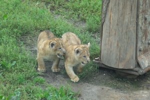 Tre hun-løvekillinger fik tirsdag græs under poterne i Odense Zoo