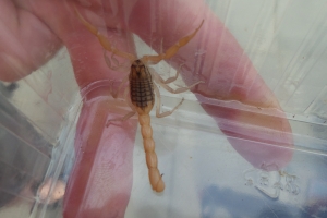 Giftig skorpion fundet i Næsby på Fyn(2)