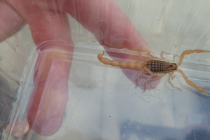 Giftig skorpion fundet i Næsby på Fyn(3)