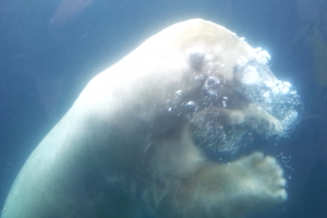 Københavns Zoo(3)