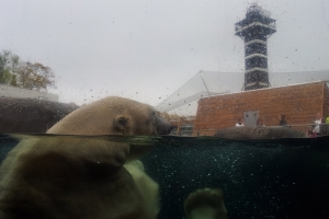 Københavns Zoo(4)